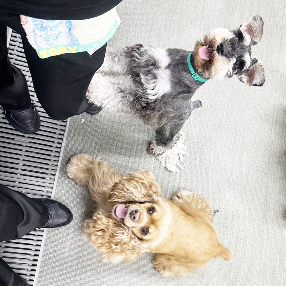 生徒が撮影したモデル犬の写真を送ってくれました☆